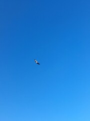 bird in the sky