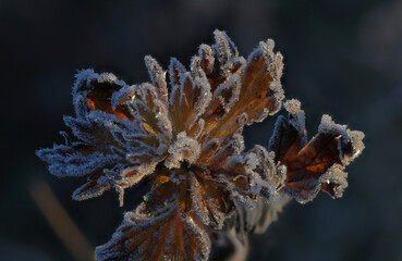 October morning frost ice crystals on plants