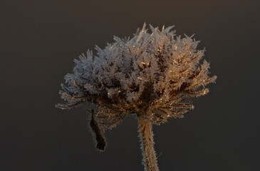 October morning frost ice crystals on plants
