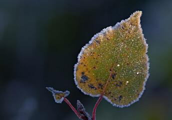 October morning frost ice crystals on plants