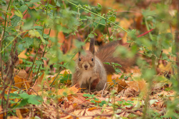 A fluffy red squirrel sits among autumn leaves, creating a perfect natural portrait