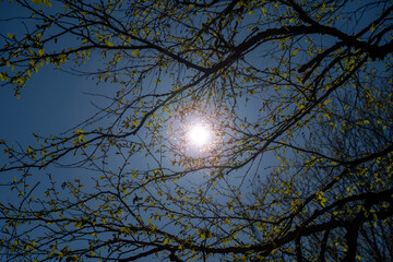 moon and tree