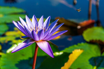 Macro shot of a bee approaching a purple water lily
