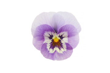 blue color pansy flowers on a white background