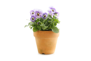 blue color pansy flowers blooming in a garden