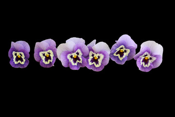 blue color pansy flowers on a black background