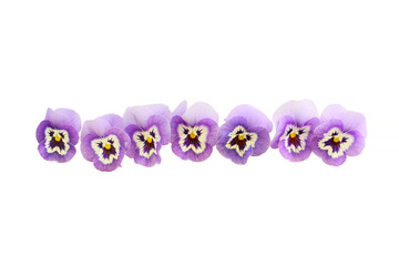blue color pansy flowers on a white background