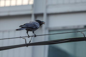 Naklejka premium 까마귀 