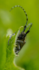 gros plan sur un insecte dans la verdure