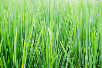 Close-up of golden rice plants in a lush green field under soft sunlight during the day showcasing agricultural growth and ripeness. The Rice Plant Growing in a Lush Green Field.