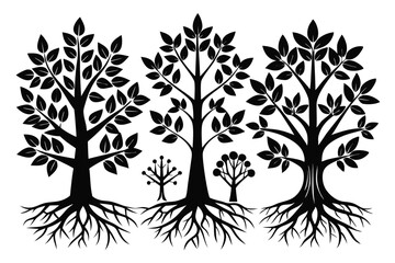 Obraz premium Three black leaf trees stand amidst smaller trees, showcasing intricate root systems beautifully