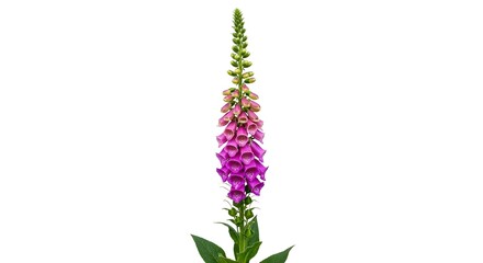 Foxglove flower isolated on white a tall flowering plant for botanical illustration and garden desig