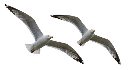 Two seagulls in flight isolated on white background soaring gracefully in the sky