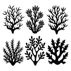 Six varied seaweeds are displayed with distinct black branch formations on a white backdrop