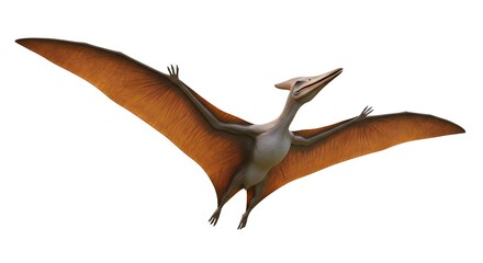 Pterodactyl flying prehistoric reptile with large wings isolated on white background