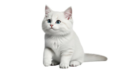 A fluffy white kitten with bright blue eyes sitting on a black background looking slightly upward