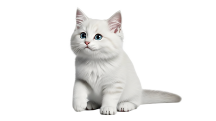 A fluffy white kitten with bright blue eyes sitting on a black background looking slightly upward