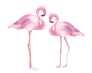Fototapeta premium Watercolor illustration of pair of pink flamingos isolated on white background. Tropical bird with delicate plumage, perfect for Valentine's Day