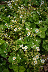Delicate white flowers with yellow centers thrive among rich green leaves, creating a vibrant scene