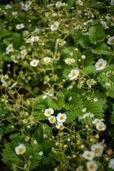 Vibrant white flowers with yellow centers thrive in a lush garden, creating a peaceful atmosphere