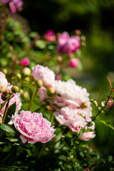 Delicate pink peonies flourish in a lush garden, showcasing their beauty under bright sunlight