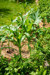 Young corn plants rise amidst a thriving garden filled with greenery and diverse plants