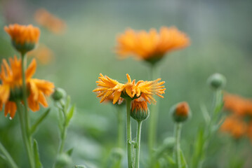 Bright orange blossoms stand tall among green buds, capturing the essence of a serene garden scene