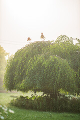 Two birds perch on a large green tree surrounded by soft morning light and dew-kissed grass