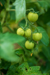 Cluster of vibrant green tomatoes hangs from a plant, glistening with dew in a serene garden