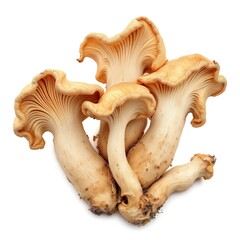 Fototapeta premium Fresh chanterelle mushrooms gourmet food ingredient isolated on white background culinary delicacy fungi