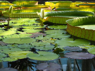 WATER PLANTS POND LEAVES TROPICAL © LookLook