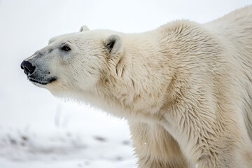 White polar bear in a zoo surrounded by snow and ice