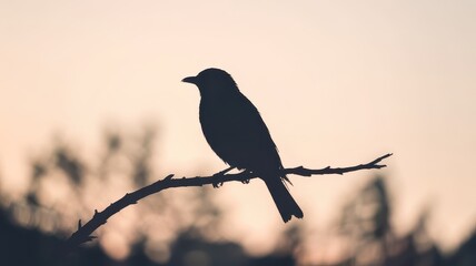 Fototapeta premium Mystical Bird Silhouette at Sunset on Branch
