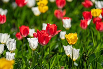 Colorful tulip field in full bloom