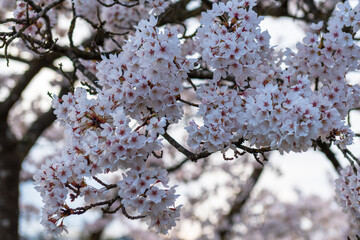 Fototapeta premium Cherry blossoms in full bloom at the Rosengarten, overlooking the old town of Bern