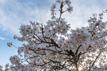 Cherry blossoms in full bloom at the Rosengarten, overlooking the old town of Bern