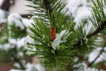 A young pine bud emerges from bright green needles partially covered in melting snow and ice crystals. The scene highlights early winter textures and evergreen resilience.
