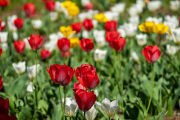 Naklejka premium Colorful tulip field in full bloom