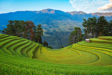 rice terraces in Mu Cang Chai, Vietnam