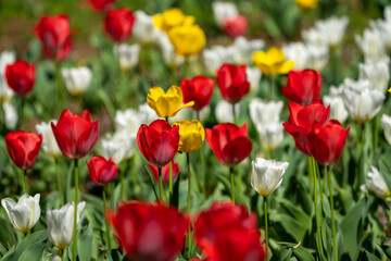 Fototapeta premium Colorful tulip field in full bloom