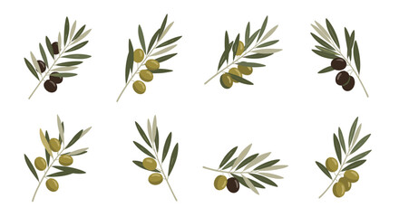 Stylized collection of eight olive branches with ripe black and green olives and natural leaves, presented on a clean white background.