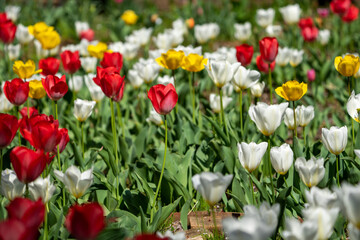 Colorful tulip field in full bloom