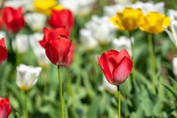 Colorful tulip field in full bloom