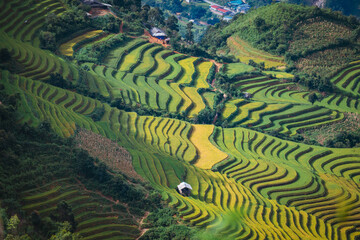 rice terraces in Mu Cang Chai, Vietnam