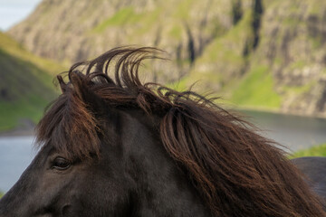 Flowing black mane of a horse.