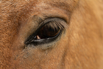 Close-up of a brown horse’s eye.