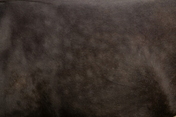 Close-up of black horse’s fur showing a blaze pattern.
