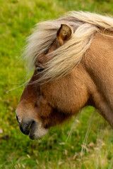 Close-up of a brown horse’s head.