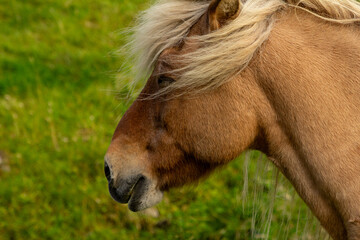 Close-up of a brown horse’s head.