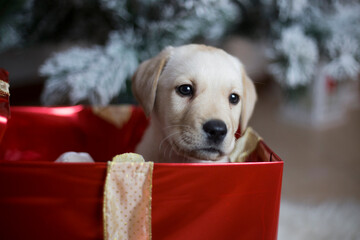 Labrador Puppy Peeking Out of Red Gift Box